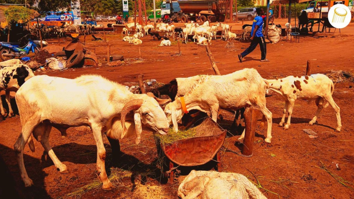 Fête de Tabaski ou fête de sacrifice de moutons : Les vendeurs de moutons se plaignent de la non affluence des clients
